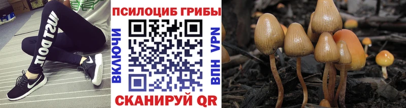 Галлюциногенные грибы Psilocybe Галич